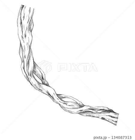 A bent tree trunk entangled with vines. Isolated pencil illustration for wallpaper, poster printing, eco-projects, nature reserve websites, and restaurant and hotel interior design. A bent tree trunk entangled with vines. Isolated pencil illustration for wallpaper, poster printing, eco-projects, nature reserve websites, and restaurant and hotel interior design. 134087313