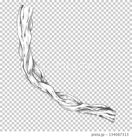A bent tree trunk entangled with vines. Isolated pencil illustration for wallpaper, poster printing, eco-projects, nature reserve websites, and restaurant and hotel interior design. A bent tree trunk entangled with vines. Isolated pencil illustration for wallpaper, poster printing, eco-projects, nature reserve websites, and restaurant and hotel interior design. 134087313