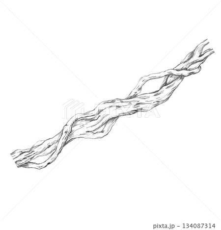 A twisting tree trunk entangled with vines. Isolated pencil illustration for wallpaper, poster printing, eco-projects, nature reserve websites, and restaurant and hotel interior design. A twisting tree trunk entangled with vines. Isolated pencil illustration for wallpaper, poster printing, eco-projects, nature reserve websites, and restaurant and hotel interior design. 134087314