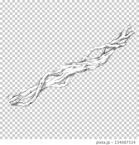 A twisting tree trunk entangled with vines. Isolated pencil illustration for wallpaper, poster printing, eco-projects, nature reserve websites, and restaurant and hotel interior design. A twisting tree trunk entangled with vines. Isolated pencil illustration for wallpaper, poster printing, eco-projects, nature reserve websites, and restaurant and hotel interior design. 134087314