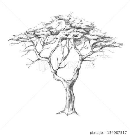 A spreading tree with a lush crown. Isolated pencil illustration for wallpaper, poster printing, eco-projects, nature reserve websites, and interior design for restaurants, lobbies, and hotel rooms. A spreading tree with a lush crown. Isolated pencil illustration for wallpaper, poster printing, eco-projects, nature reserve websites, and interior design for restaurants, lobbies, and hotel rooms. 134087317