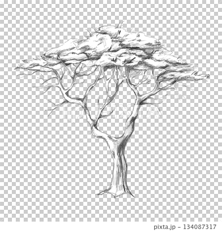 A spreading tree with a lush crown. Isolated pencil illustration for wallpaper, poster printing, eco-projects, nature reserve websites, and interior design for restaurants, lobbies, and hotel rooms. A spreading tree with a lush crown. Isolated pencil illustration for wallpaper, poster printing, eco-projects, nature reserve websites, and interior design for restaurants, lobbies, and hotel rooms. 134087317