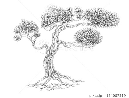 A large, curved Mufasail pine. Isolated pencil illustration for wallpaper, poster printing, eco-projects, nature reserve websites, and restaurant interior design. A large, curved Mufasail pine. Isolated pencil illustration for wallpaper, poster printing, eco-projects, nature reserve websites, and restaurant interior design. 134087319