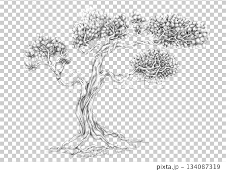A large, curved Mufasail pine. Isolated pencil illustration for wallpaper, poster printing, eco-projects, nature reserve websites, and restaurant interior design. 134087319