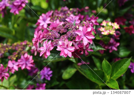 楊谷寺の紫陽花 134087807