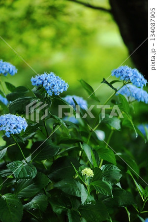 楊谷寺の紫陽花 楊谷寺の紫陽花 134087905