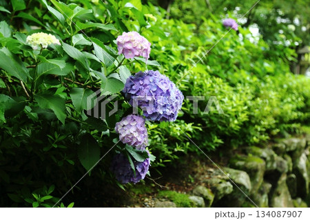 楊谷寺の紫陽花 楊谷寺の紫陽花 134087907