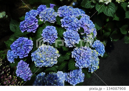 楊谷寺の紫陽花 楊谷寺の紫陽花 134087908
