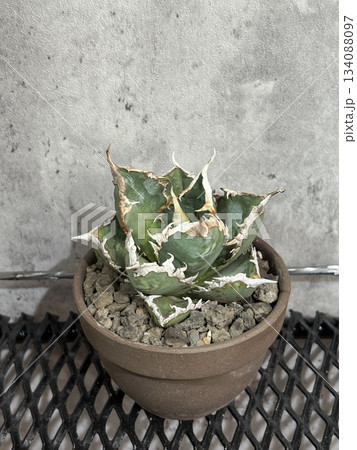 アガベ　チタノタ 134088097