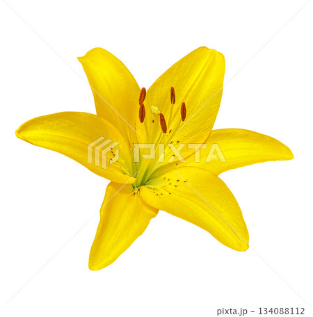 Bright Yellow Lily flower isolated on white background with clipping path. 134088112