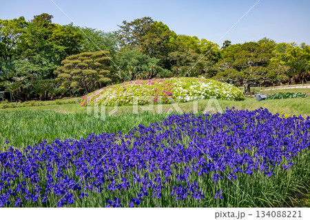 後楽園の春　杜若 134088221