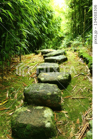 竹林の小径 134088306
