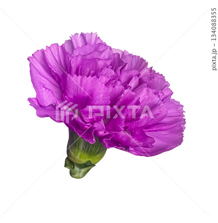 Single Purple Carnation flower Dianthus isolated on white background with clipping path. 134088355