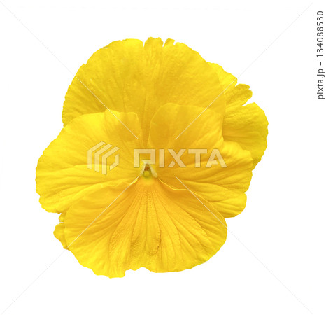 Yellow pansy Flower isolated on white background with clipping path. 134088530