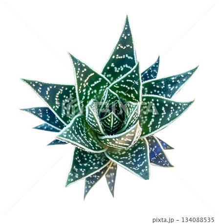 Aloe Tiki Tahi Succulent Top View isolated on white background with clipping path. Floral design element for cards, invitations, posters. Aloe Tiki Tahi Succulent Top View isolated on white background with clipping path. Floral design element for cards, invitations, posters. 134088535
