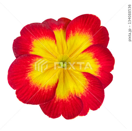 Red and Yellow potted Primrose or Primula plant top view isolated on white background, a popular spring and summer houseplant. Floral design element for cards, invitations, posters. 134088536