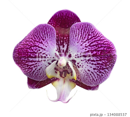 Purple Streaked Phalaenopsis Orchid flower head isolated on white background. Purple Phalaenopsis Orchid flowers with white stripes, close up, macro isolated on white background. Floral design element 134088537