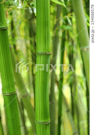 シボチク 134088579