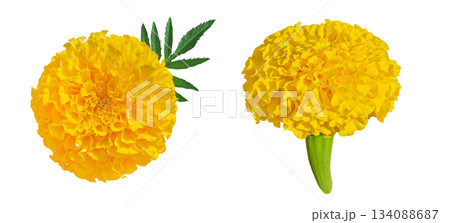 Set of Yellow Marigold flowers isolated on white background. Tagetes erecta, Mexican marigold, Aztec marigold, African marigold top and side view. Set of Yellow Marigold flowers isolated on white background. Tagetes erecta, Mexican marigold, Aztec marigold, African marigold top and side view. 134088687