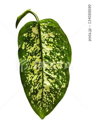 Tropical Green leaf of Dieffenbachia Seguine dumbcane, leopard lily, blanceng, tuftroot houseplant isolated on white background with clipping path. Detail of yellow green leaves with vein pattern. 134088690