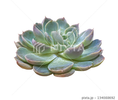 Pink and Green Echeveria Succulent plant close up isolated on white background with clipping path. Beautiful green purple Succulent Echeveria Lola with pale gray-blue leaves. Pink and Green Echeveria Succulent plant close up isolated on white background with clipping path. Beautiful green purple Succulent Echeveria Lola with pale gray-blue leaves. 134088692