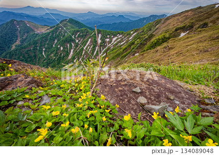 谷川岳・西黒尾根のスミレと天神尾根・赤城山の眺め 谷川岳・西黒尾根のスミレと天神尾根・赤城山の眺め 134089048