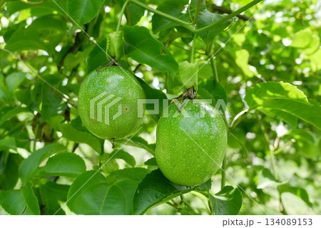 Close up of fresh green unripe passion fruit hanging on the tree with green leaves in the garden at Thailand. 134089153
