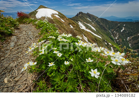 ハクサンイチゲの花と谷川連峰・一ノ倉岳、谷川岳 134089182