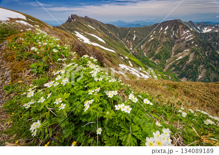 上越国境稜線のハクサンイチゲ群落と谷川連峰 上越国境稜線のハクサンイチゲ群落と谷川連峰 134089189