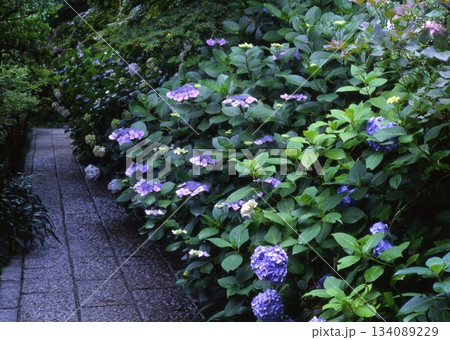 紫陽花のある道 134089229