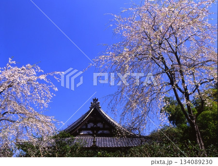 春の青空に映える桜 春の青空に映える桜 134089230