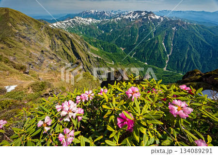 谷川岳のシャクナゲの花と朝日岳と越後の山並み 134089291