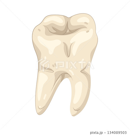 Illustration of tooth 134089503