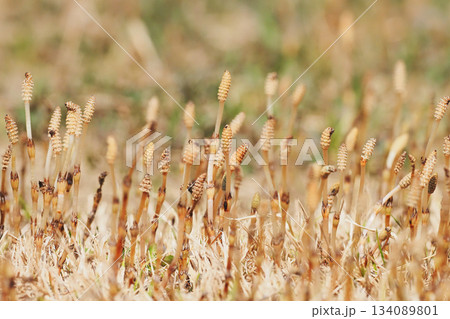 ツクシ群生 134089801