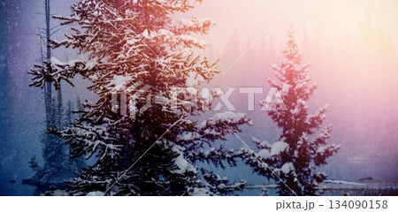 Scenic view of snow covered trees Scenic view of snow covered trees 134090158