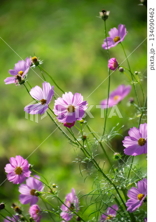 秋の日差しを浴びて咲くコスモスの花 134090462