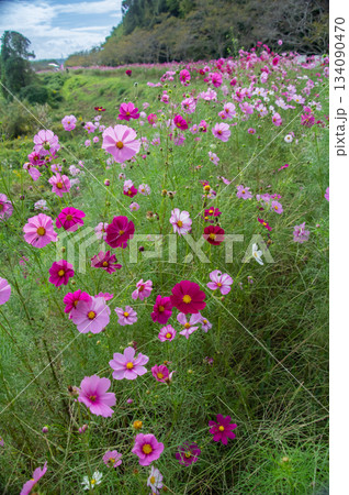 コスモスロードに満開の秋桜続く風景 134090470