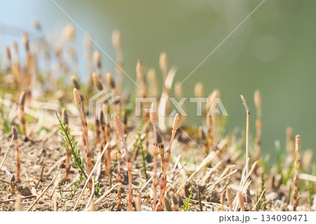 ツクシ群生 134090471