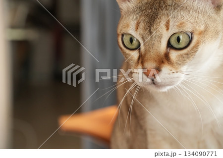椅子の上で見つめる猫の顔のアップ（シンガプーラ） 134090771