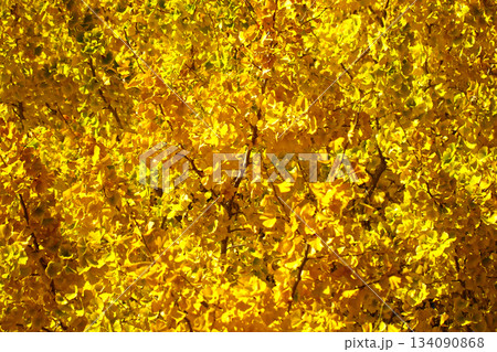 鮮やかな黄金色に色づいたイチョウの全面明るい枝葉テクスチャー（イラスト調レタッチ＆色彩加工画像） 134090868