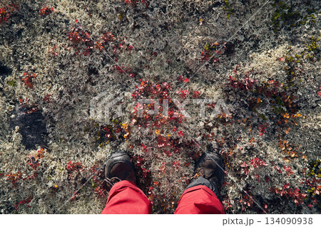 A hiker's legs in boots and red pants on moss in the tundra, viewed from above 134090938