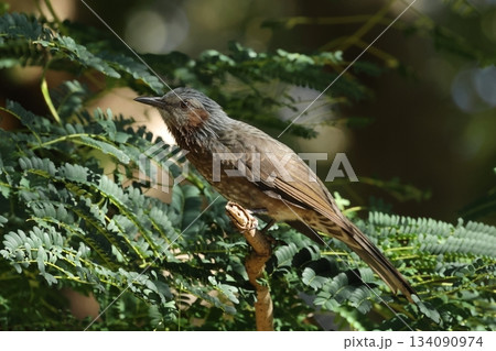 生き物 野鳥 リュウキュウヒヨドリ、ヒヨドリの沖縄諸島亜種。基亜種より色が濃く赤みが強い 生き物 野鳥 リュウキュウヒヨドリ、ヒヨドリの沖縄諸島亜種。基亜種より色が濃く赤みが強い 134090974