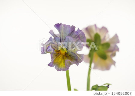 白バックの青いパンジー　フリルパンジー 134091007