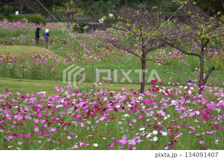 金立公園のコスモス 134091407