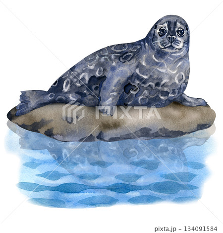 Watercolor Saimaa ringed seal resting on a rock above calm blue water. Cute endangered animal illustration ideal for wildlife themes, educational materials and nature conservation designs. Watercolor Saimaa ringed seal resting on a rock above calm blue water. Cute endangered animal illustration ideal for wildlife themes, educational materials and nature conservation designs. 134091584