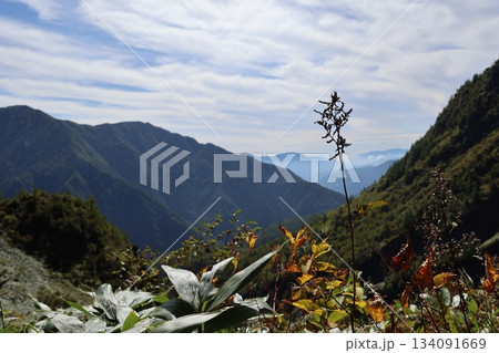 北アルプス9月の焼岳登山道中に望む山々の景色と高山植物 134091669