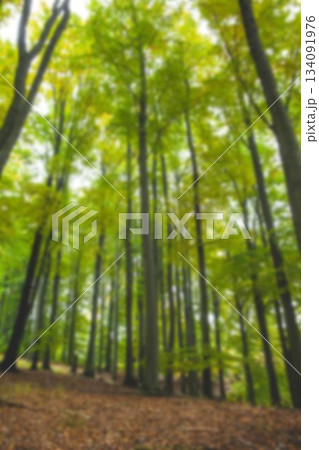 Flat design is showing deciduous trunks rising in woodland with green canopy and brown leaf floor 134091976