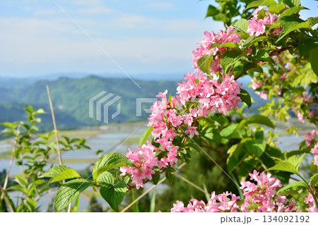 初夏に咲くタニウツギの花 初夏に咲くタニウツギの花 134092192