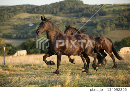 Friesian horse moving in sunset Friesian horse moving in sunset 134092296