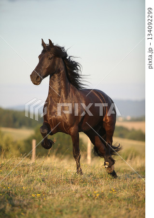 Friesian horse moving in sunset 134092299